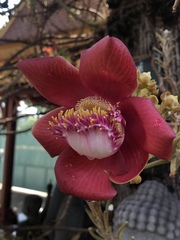 Couroupita guianensis