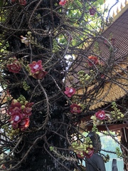 Couroupita guianensis