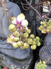 Couroupita guianensis