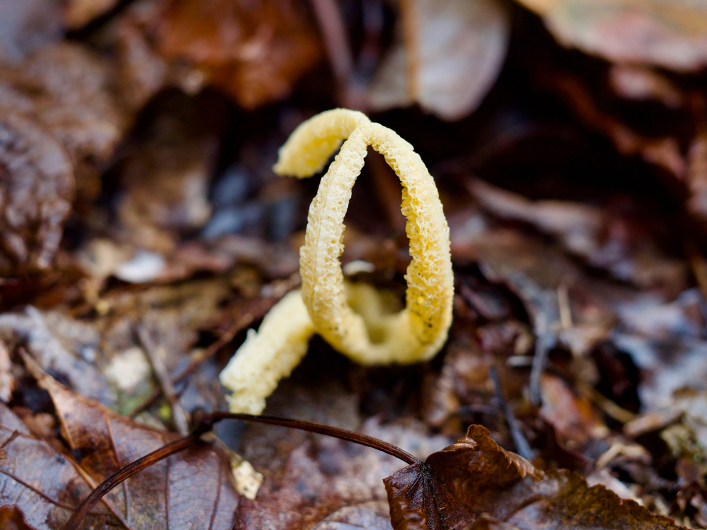 Pseudocolus fusiformis · November 2025 · photo: © re_nebel (iNaturalist, cc-by)