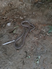 Mastigodryas boddaerti