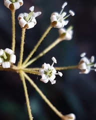 Astrotricha longifolia