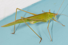 Paragnapha insularis