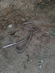 Mastigodryas boddaerti