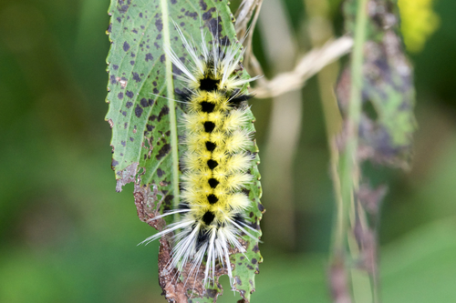 Spotted Tussock Moth photo 3
