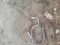 Mastigodryas boddaerti