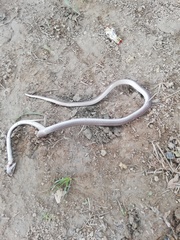 Mastigodryas boddaerti