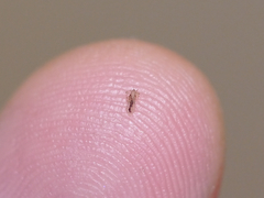 Pediculus humanus capitis