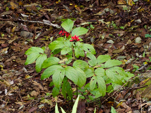 woodland peony (Paeonia obovata)