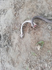 Mastigodryas boddaerti