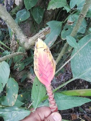 Heliconia episcopalis