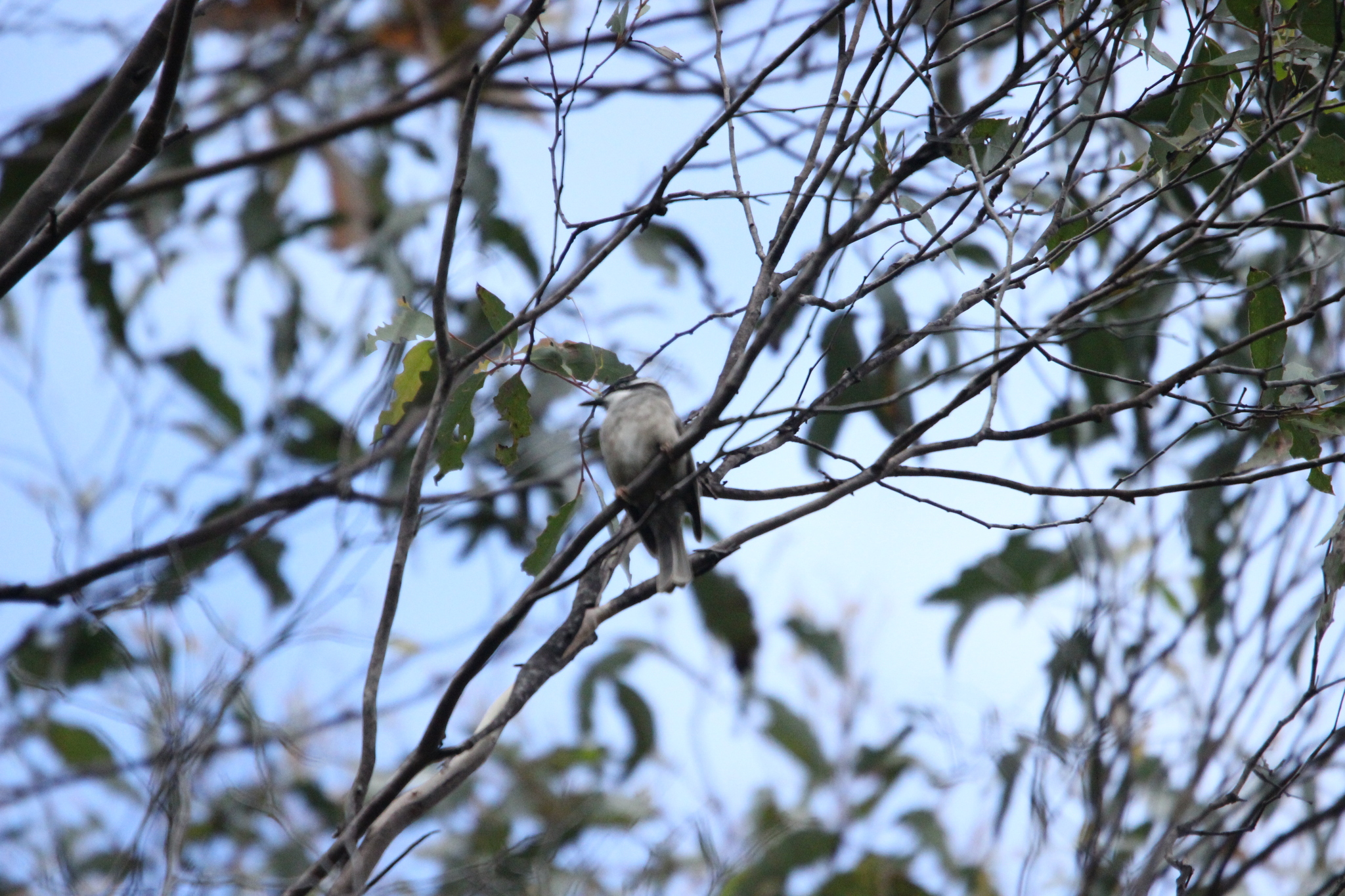 Strong-billed Honeyeater (Melithreptus validirostris), photo 10