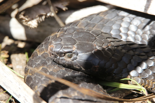 Tiger Snake sighting