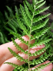 Calochlaena dubia