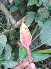 Heliconia episcopalis