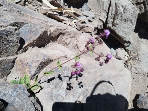 Calceolaria purpurea, photograph 2