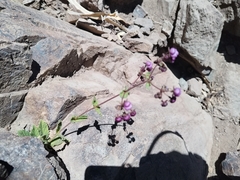author not stated, no rights reserved Calceolaria purpurea, photograph author not stated, no rights reserved