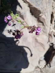 author not stated, no rights reserved Calceolaria purpurea, photograph author not stated, no rights reserved