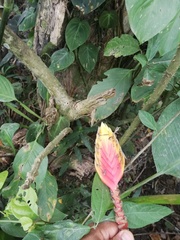 Heliconia episcopalis