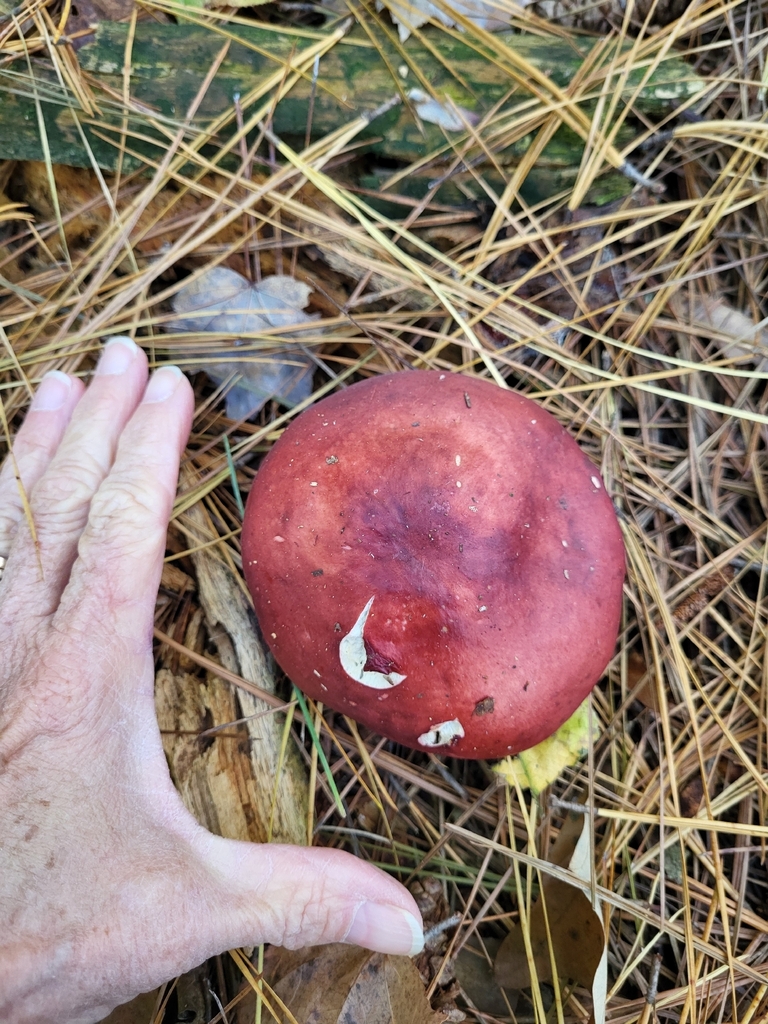 Russula paludosa · November 2025 · photo: © ellendale (iNaturalist, cc-by)