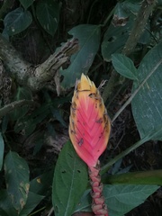 Heliconia episcopalis