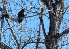Corvus corax kamtschaticus