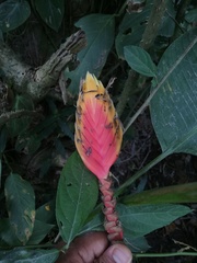 Heliconia episcopalis