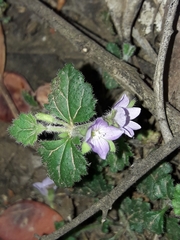 Veronica calycina
