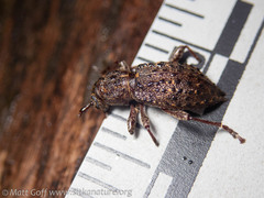 Plectrura spinicauda