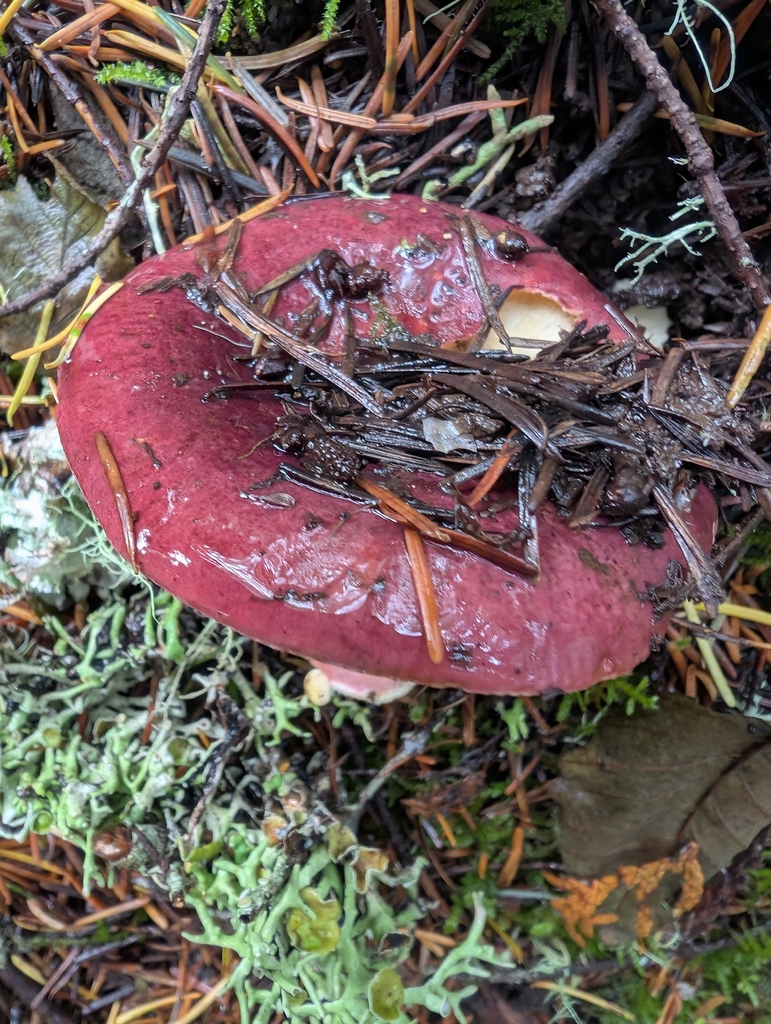 Russula xerampelina · November 2025 · photo: © simonele (iNaturalist, cc-by)