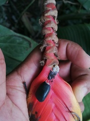 Heliconia episcopalis