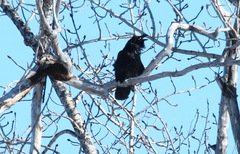 Corvus corax kamtschaticus