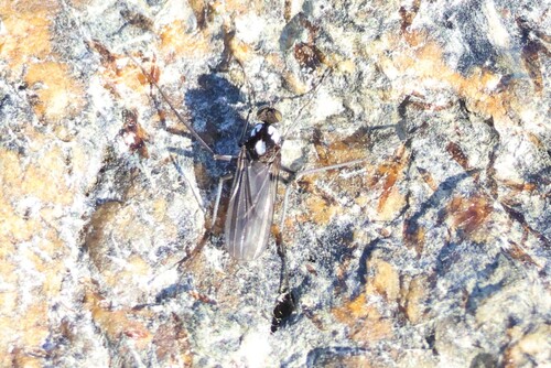 Unknown species found near Rockport, MA, USA