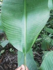 Heliconia episcopalis