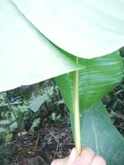 Heliconia episcopalis