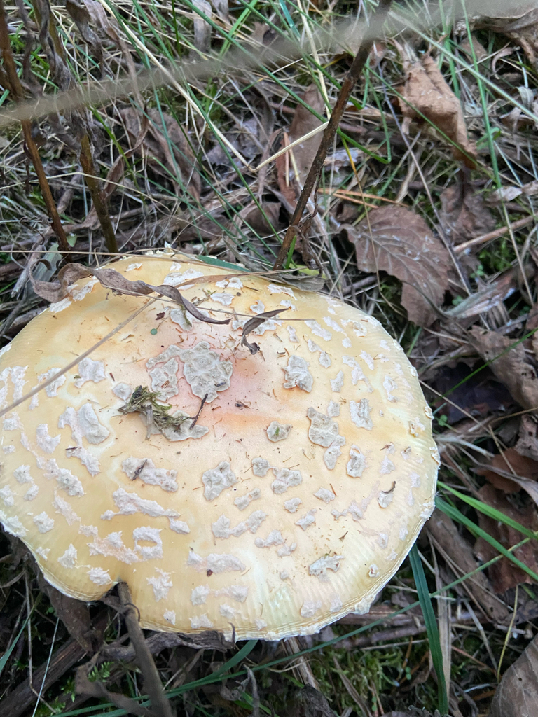 Amanita muscaria guessowii · November 2025 · photo: © puppyy (iNaturalist, cc0)