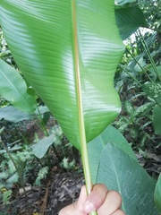 Heliconia episcopalis
