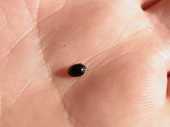 Oenopia impustulata