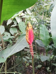 Heliconia episcopalis