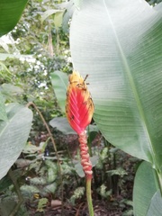 Heliconia episcopalis