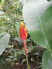 Heliconia episcopalis