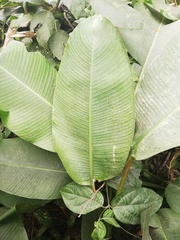 Heliconia episcopalis