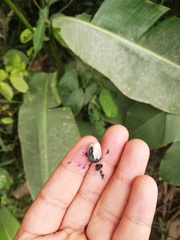 Heliconia episcopalis