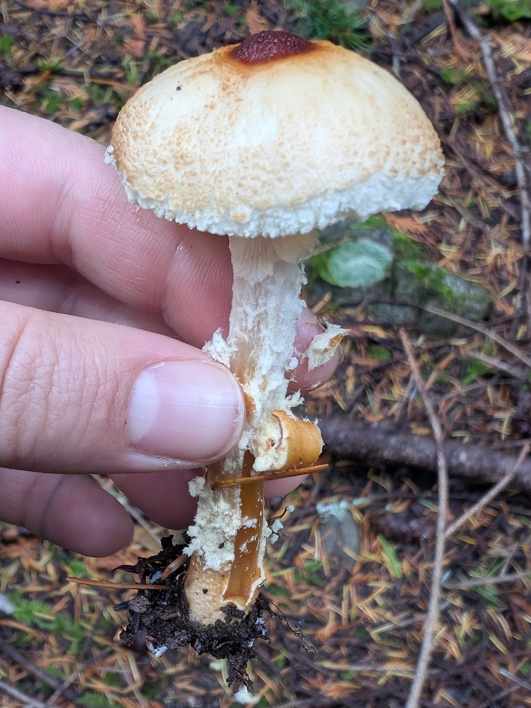 Lepiota magnispora · November 2025 · photo: © simonele (iNaturalist, cc-by)