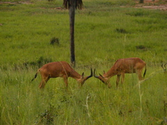 Alcelaphus buselaphus lelwel