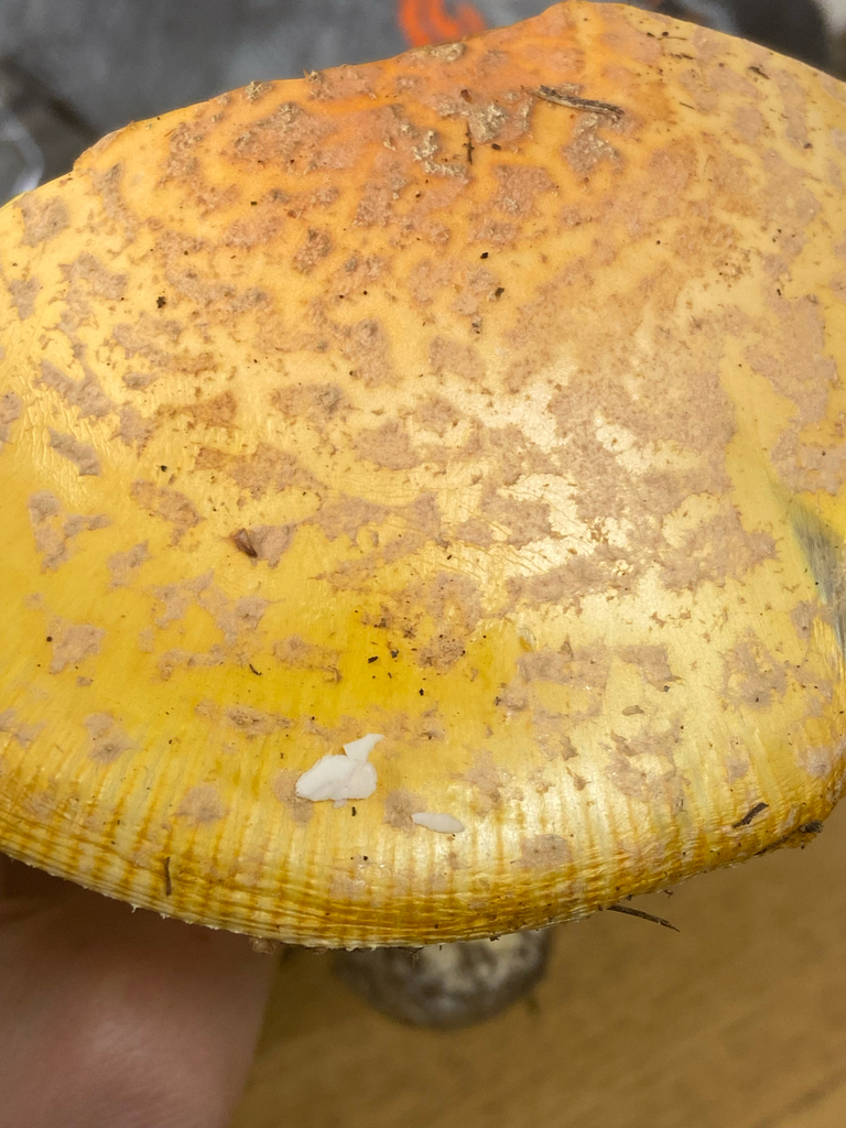 Amanita muscaria guessowii · November 2025 · photo: © puppyy (iNaturalist, cc0)