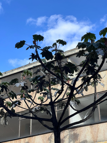 Cecropia telenitida, photograph 3