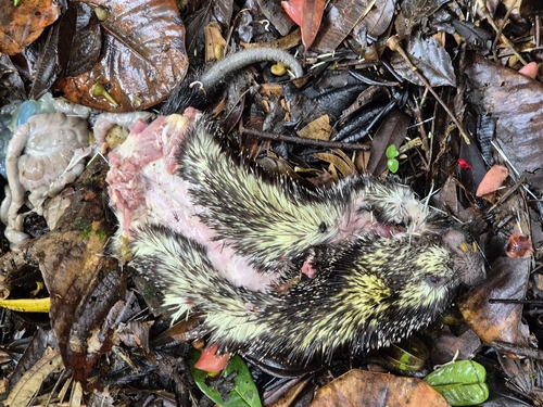 Andean Porcupine
