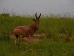 Alcelaphus buselaphus lelwel