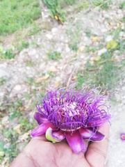 Passiflora quadrangularis
